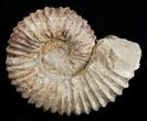 Large ( inch Wide) Mantelliceras Ammonite #3750-1